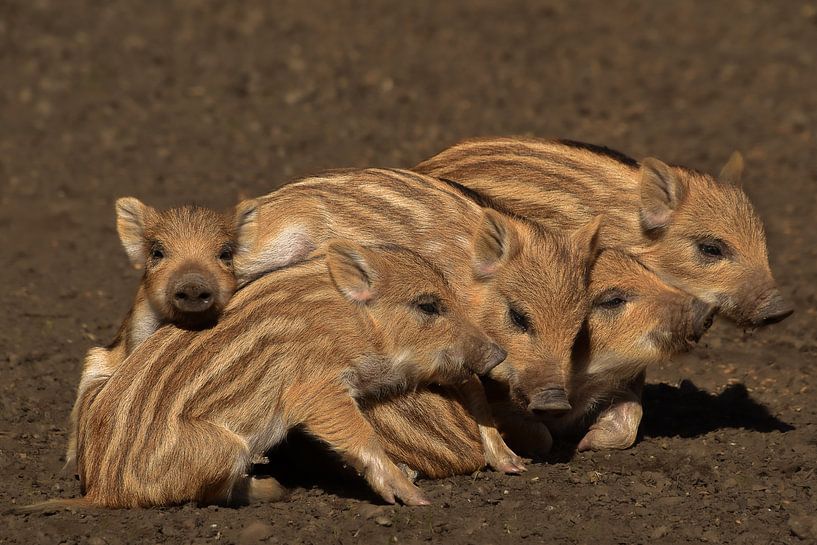 junges Wildschwein von Nienke Bot