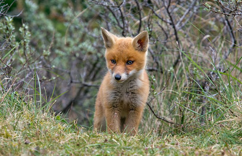 Kleine jonge Vos von Menno Schaefer