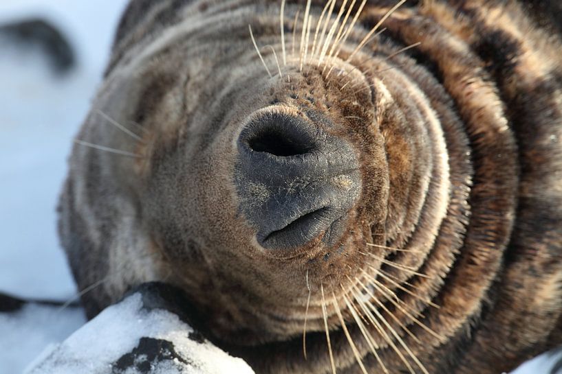 Gray Seal (Halichoerus grypus) Bull, Helgoland Germany by Frank Fichtmüller