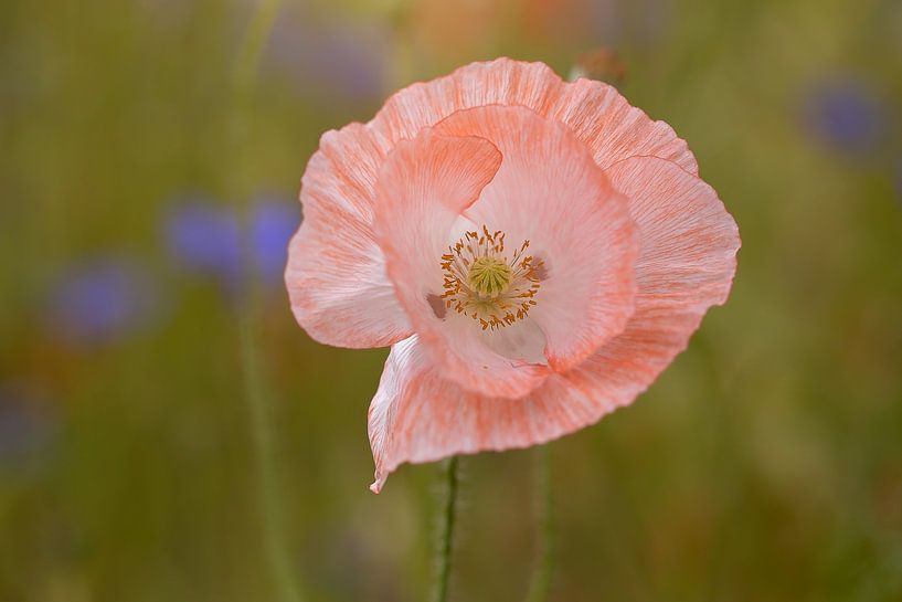 coquelicot rose par Esther Maria