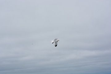 Flying Seagull by Valqueira van der Does