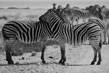 Zebras kuscheln von Thomas Marx