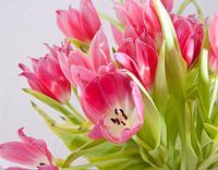 Bos tulpen