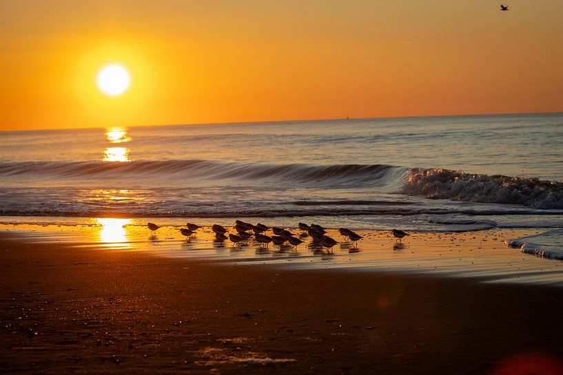 Birds by Sebastian Stef