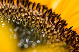 Sunflower by Jessica Berendsen