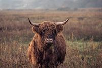 Scottish Highlander with a tuft of grass