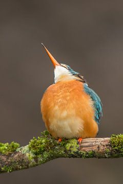 Eisvogel schaut nach oben von Jeroen Stel