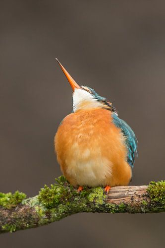 IJsvogel kijkt omhoog