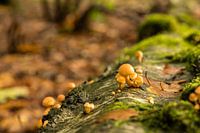 Mushrooms