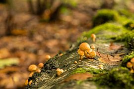 Mushrooms by Hans Aanen