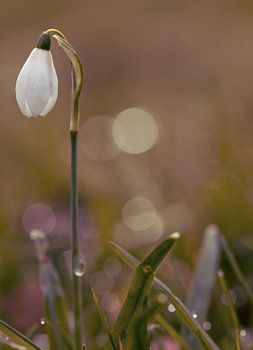 Schneeglöckchen