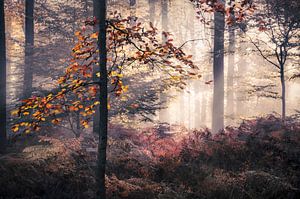 Herfstblaadjes in mistig bos