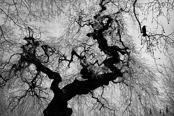 if on a winter's day