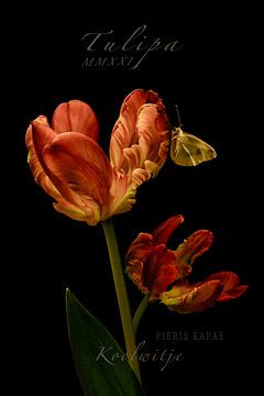 Tulpen Vlinder Botanische prent 2 Klassiek van Alie Ekkelenkamp