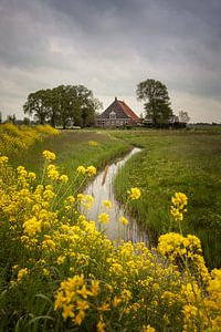 Bauernhof in Friesland mit Wasser und Raps