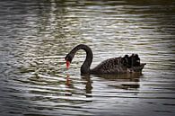 Black swan in the magic of Te Puia by Frank Photos thumbnail