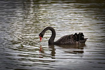 Schwarzer Schwan in der Magie von Te Puia