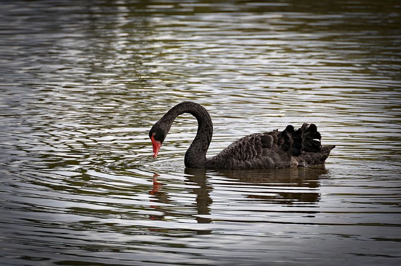 Black swan in the magic of Te Puia by Frank Photos