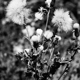 Wildblumen in Schwarz und Weiß von Summer van Beek