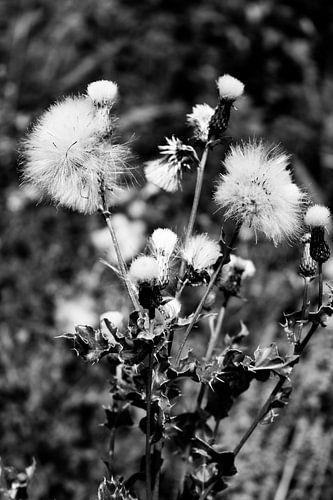 Wilde bloemen in zwart wit