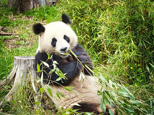 Grand panda mangeant du bambou. L'ours menacé d'Asie avec noir