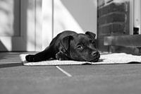 Patterdale Terrier Welpe nimmt ein Sonnenbad
