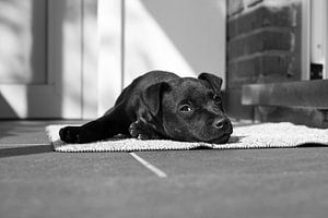 Patterdale Terrier Welpe nimmt ein Sonnenbad von Lucia Leemans