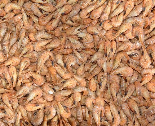 fresh North Sea shrimps