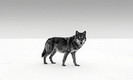 Wolf in the Snow