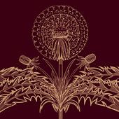 Löwenzahn & Pusteblume