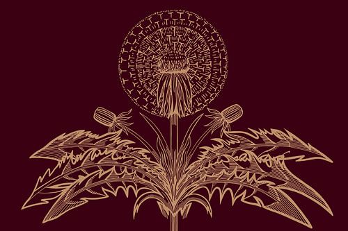 Paardebloem | Blazen | Illustratie | Retro