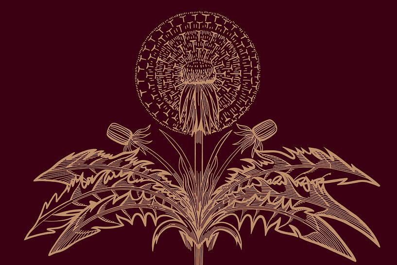 Paardebloem | Blazen | Illustratie | Retro van Jansje Kamphuis