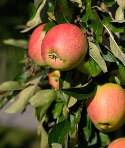 Äpfel zum Pflücken bereit