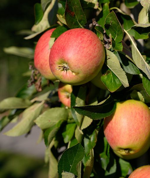 Äpfel zum Pflücken bereit von Michel Knikker
