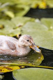 Entenküken in einem von Seerosen umgebenen Teich von Bas Leroy