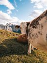 Koe in de Italiaanse Dolomieten met de bergen op de achtergrond van Michiel Dros thumbnail