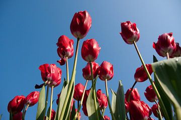 Rode tulpenveld van onderen van Sandra Keereweer