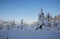 Winterwonderland in de tuin en het bos met sneeuw van Martin Steiner thumbnail