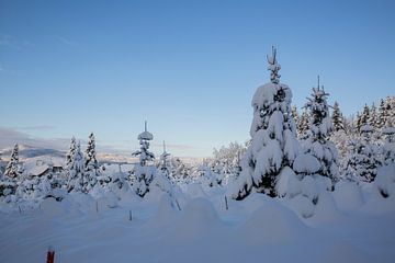 Winterwunderland im Garten und Wald mit Schnee
