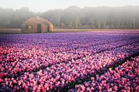 Tulips in morning mist