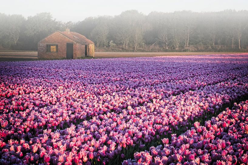 Tulpen im Morgennebel von Dirk-Jan Steehouwer