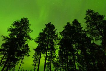 Nordlicht in Finnland von Caroline Piek