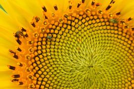 Eine Sonnenblume im Garten von Claude Laprise