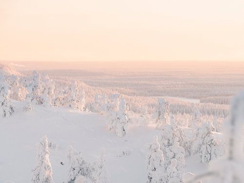 Zonsondergang en besneeuwde bomen | Reisfotografie print | Lapland Finland