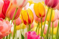 tulip mix