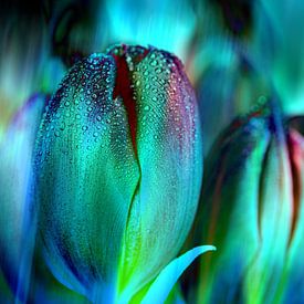 Tulpen von Dieter Walther