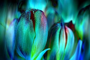 Tulpen