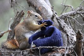 Squirrel mit Handschuh von Frank Fichtmüller
