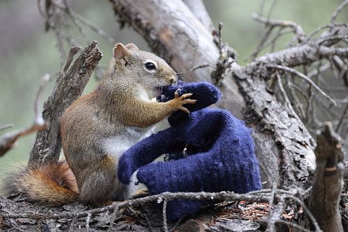 Eekhoorn met handschoen