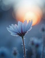 schöne Eisblume Winter Sonnenuntergang Stimmung